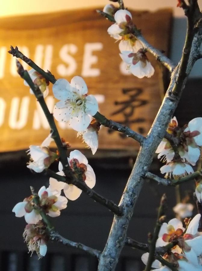 Guesthouse Yawara Okayama Exterior photo